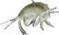 Image of a Amphipoda