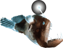 Image of a Anglerfish