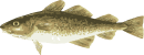 Image of a Atlantic Cod
