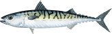 Image of a Atlantic Mackerel
