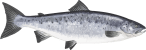 Image of a Atlantic Salmon