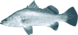 Image of a Barramundi