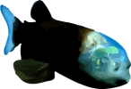 Image of a Barreleye Fish