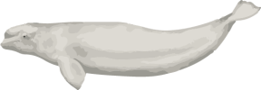 Image of a Beluga Whale