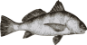 Image of a Black Drum