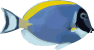 Image of a Blue Tang