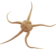 Image of a Brittle Star