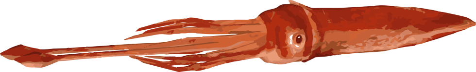 Image of a Colossal Squid
