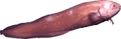 Image of a Cusk Eel