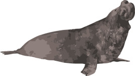 Image of a Elephant Seal Dive