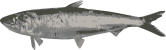 Image of a European pilchard