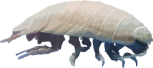 Image of a Giant Isopod