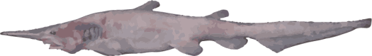 Image of a Goblin Shark