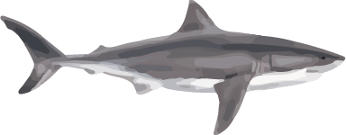 Image of a Great White Shark