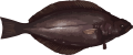 Image of a Greenland Halibut