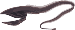 Image of a Gulper Eel