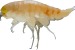 Image of a Hadal Amphipod