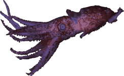 Image of a Jewel Squid