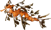 Image of a Leafy Sea Dragon