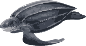 Image of a Leatherback Sea Turtle