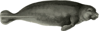 Image of a Manatee