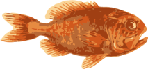 Image of a Orange Roughy
