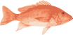 Image of a Queen Snapper