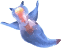 Image of a Sea Angel