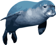 Image of a Sea Lion