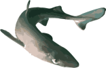 Image of a Spiny dogfish
