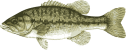 Image of a Spotted Bass