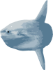 Image of a Sunfish