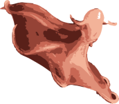 Image of a Vampire Squid