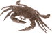 Image of a Velvet Crab