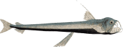 Image of a Viperfish