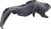 Image of a Wolf Eel